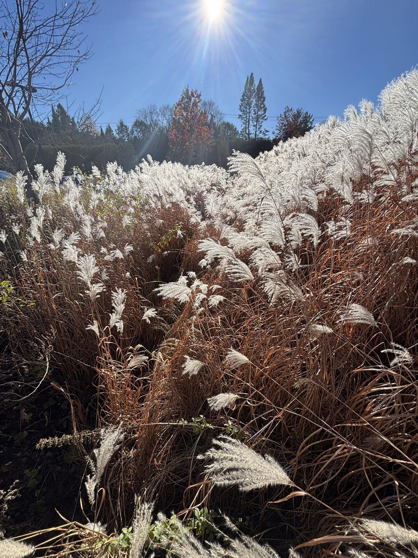 Sunlight through tall autumn grasses, photographed by Monique Paré